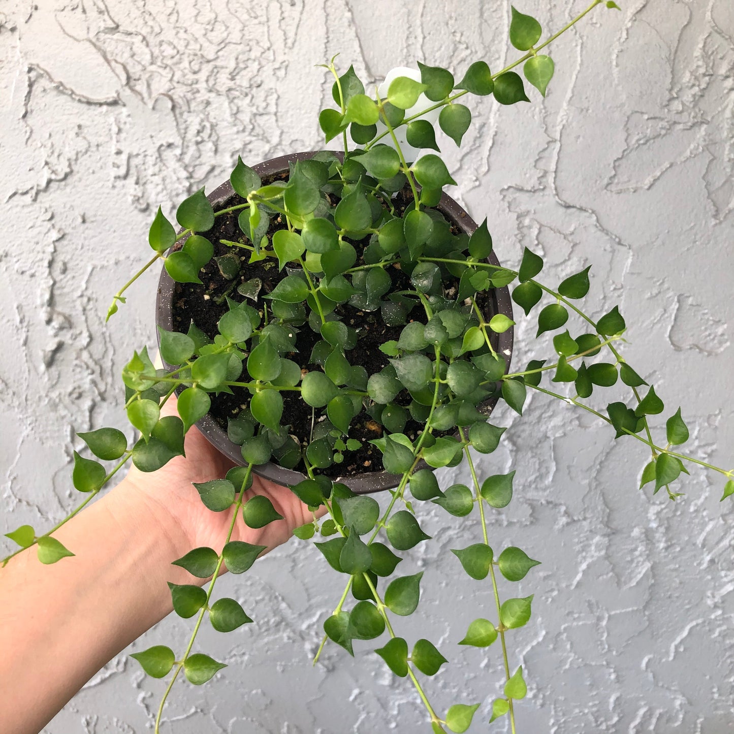 Dischidia ruscifolia ‘million hearts’ - very full pot with vining - 5” pot