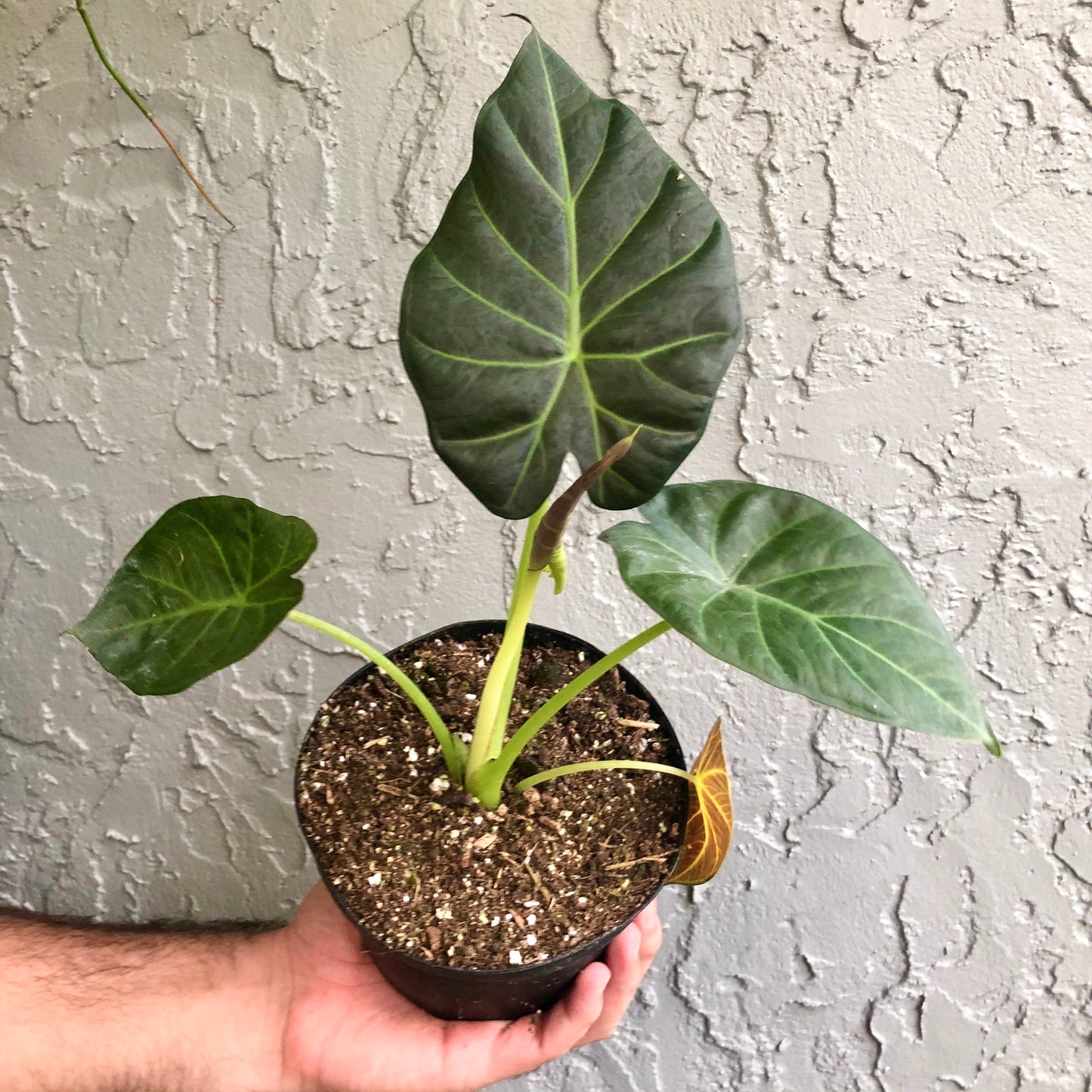4" Alocasia ‘Regal Shield’