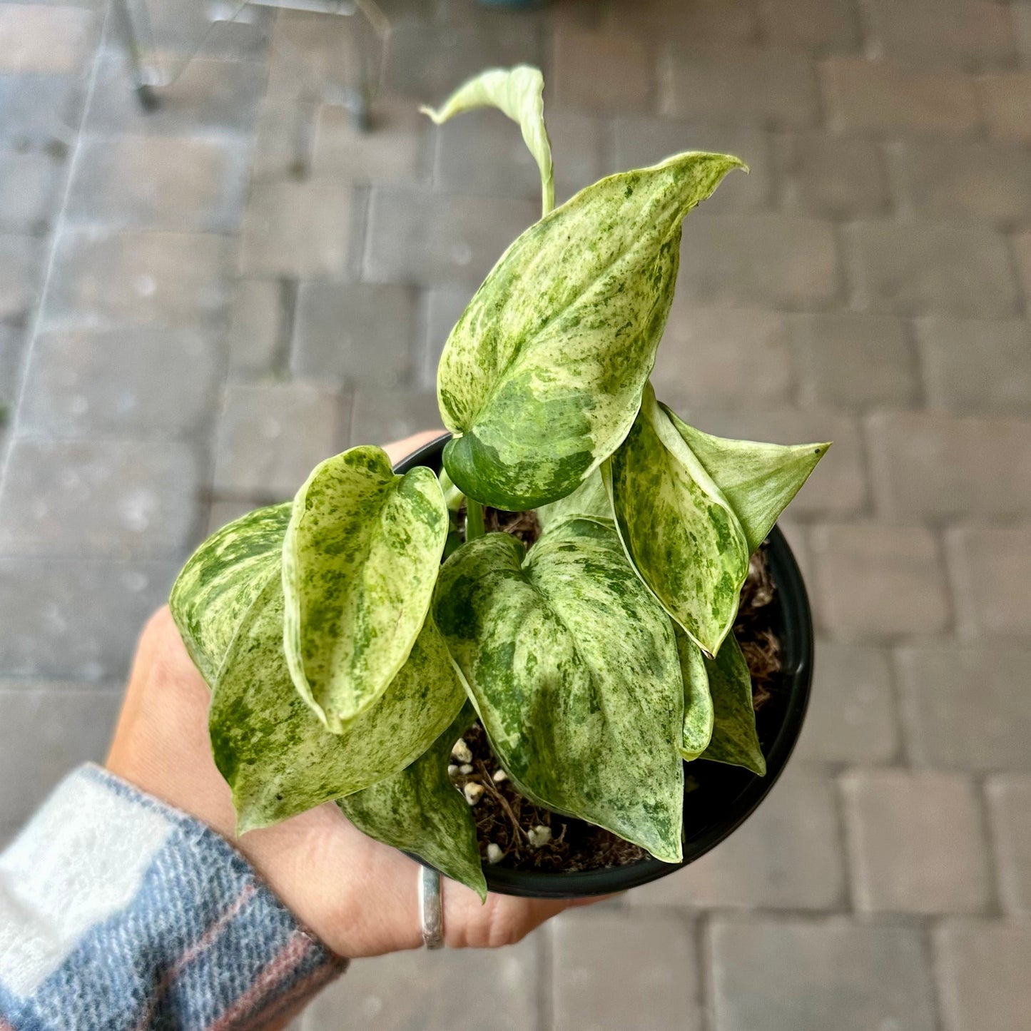 4" Scindapsus marble queen