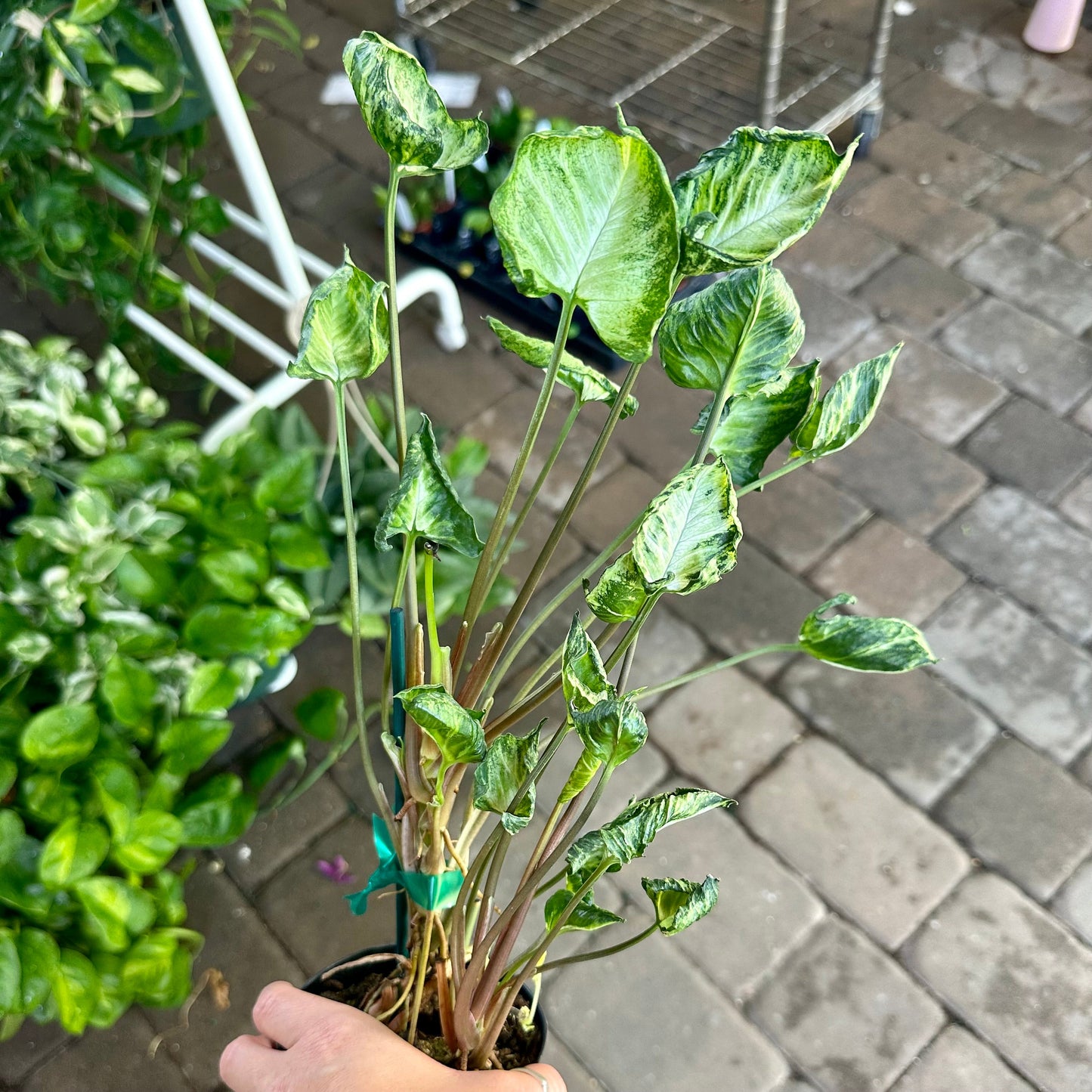 4” Syngonium godzilla