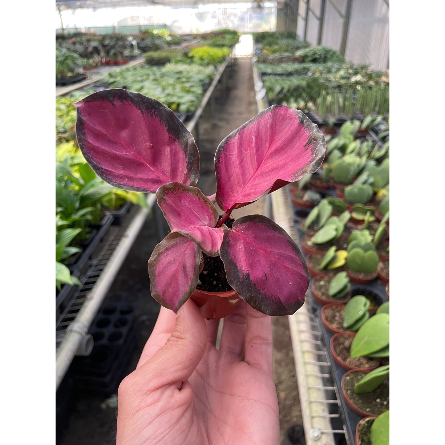 Calathea 'Purple Rose'