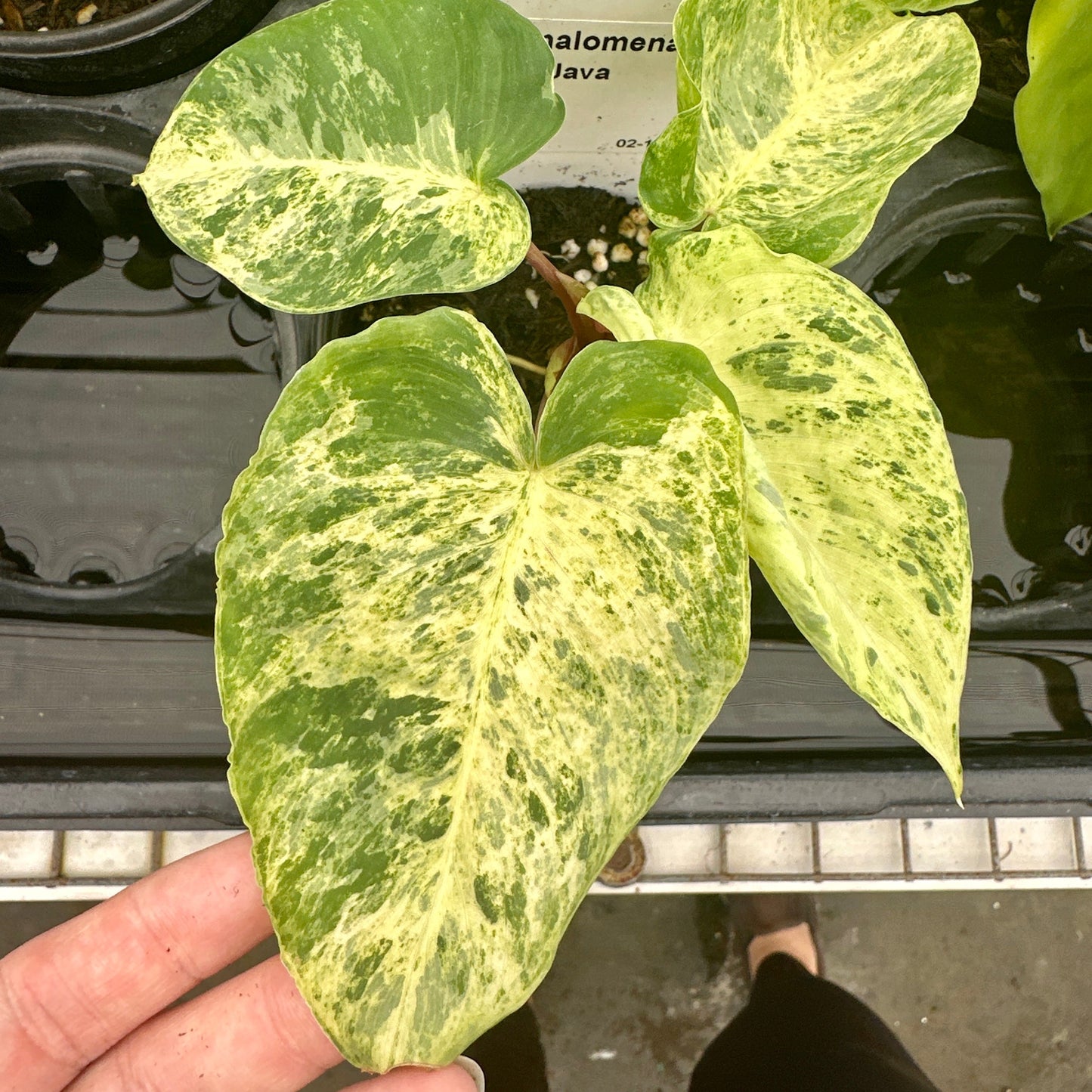 4” Homalomena ‘Java’