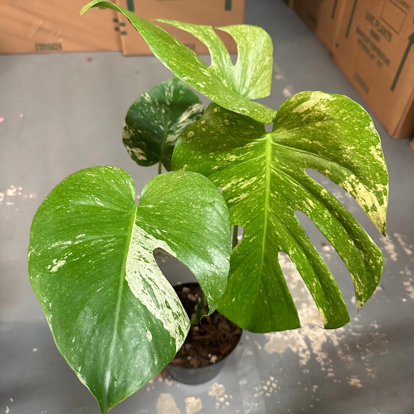 6” Monstera white monster