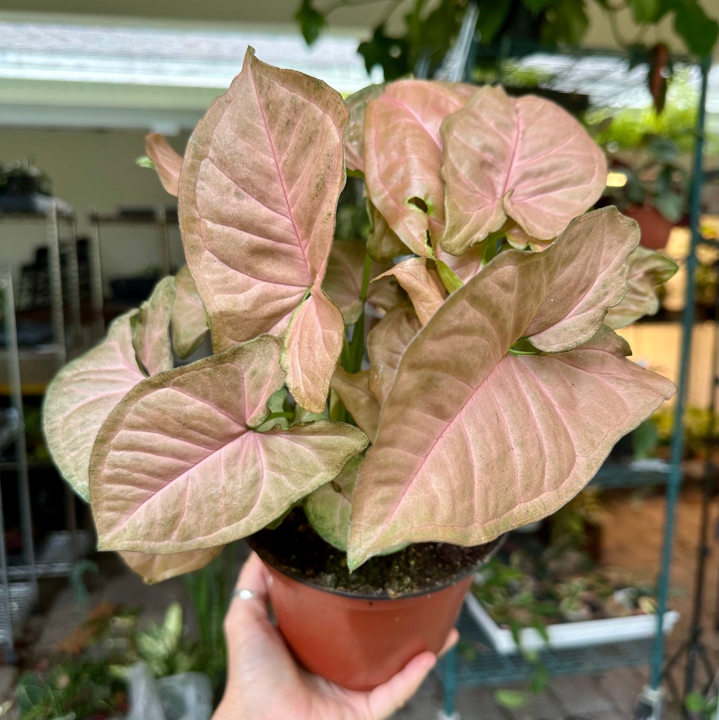 6” Syngonium strawberry cream