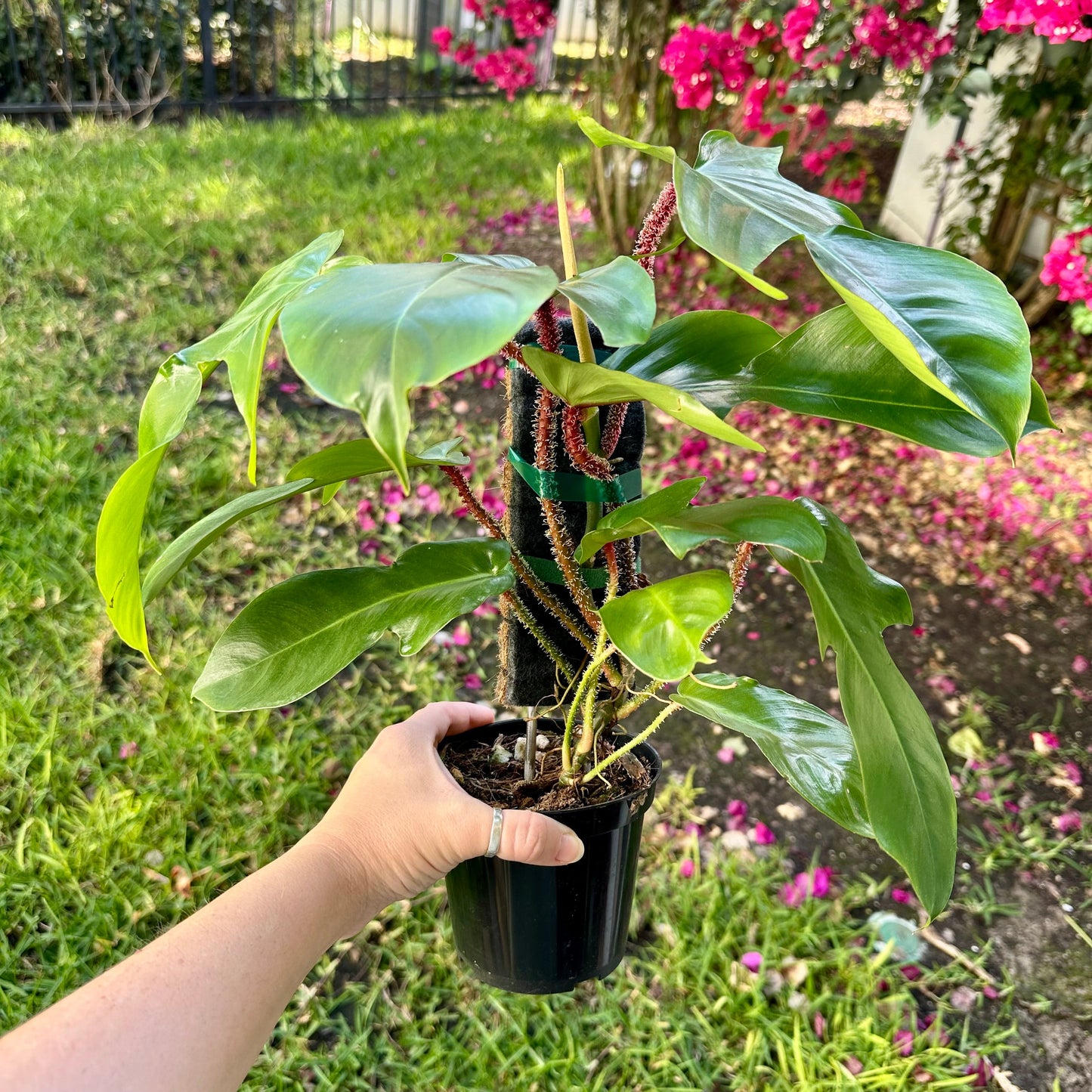 Philodendron squamiferum on plank - fuzzy red stems - 4” pot