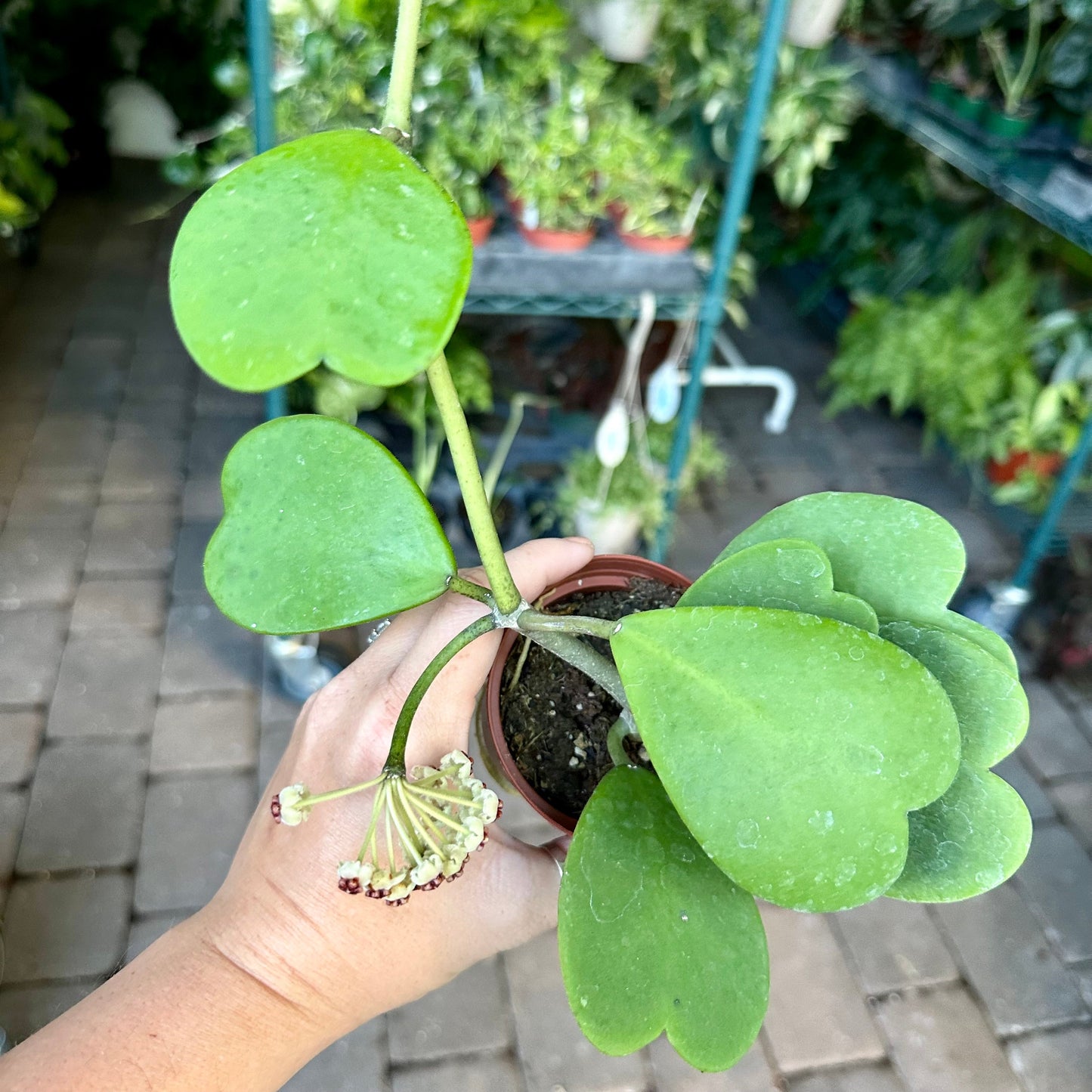4” Hoya ‘Kerrii’