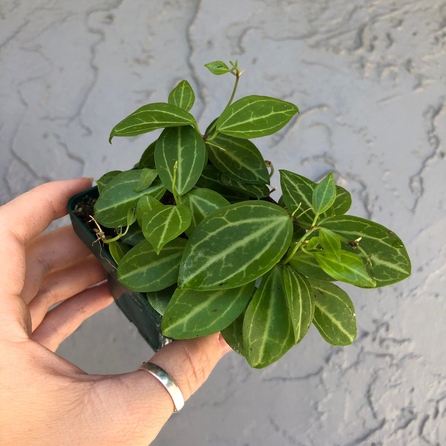 4” Dischidia ovata - watermelon Dischidia