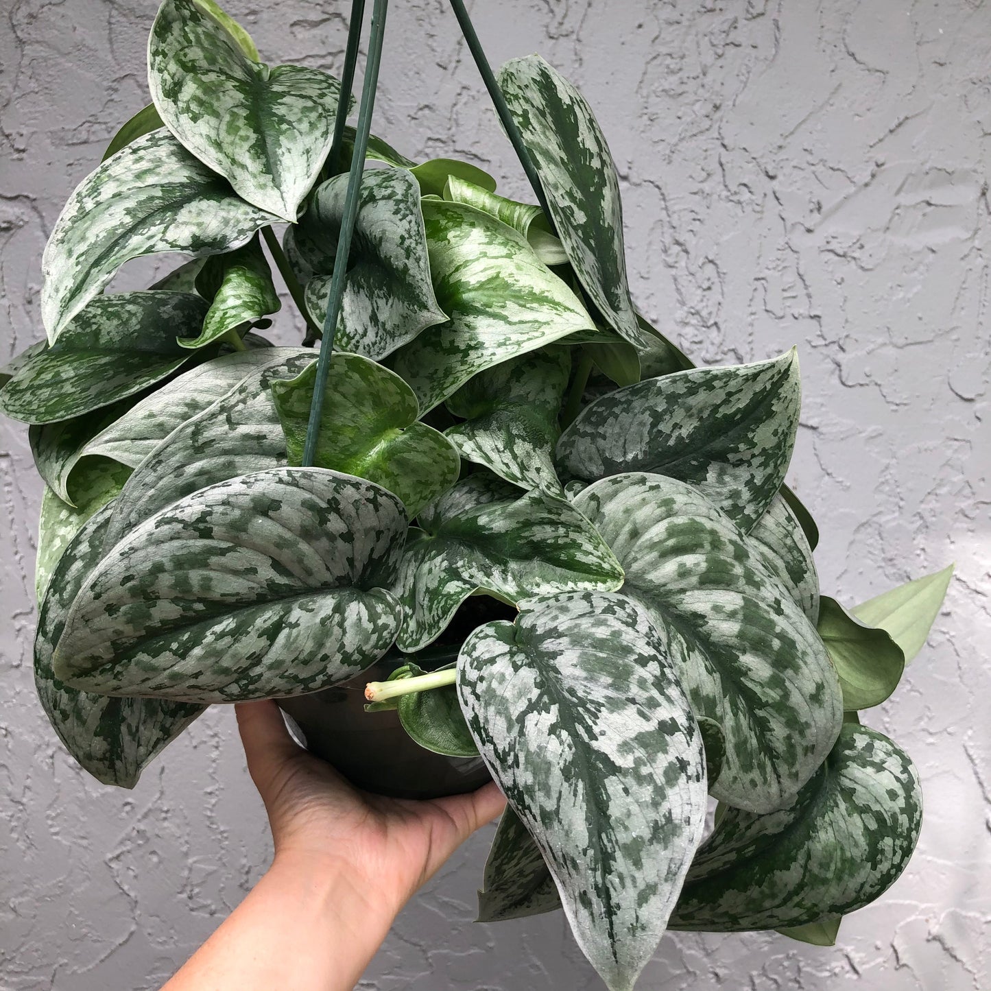 8” Scindapsus pictus 'exotica’