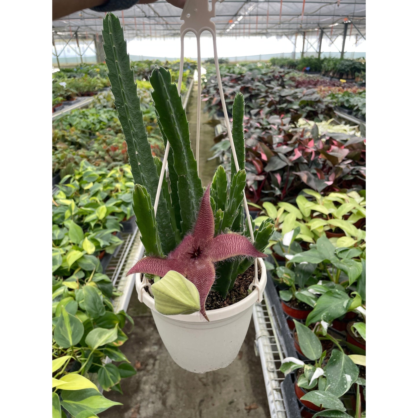 Red Dragon Flower (Huernia schneideriana)