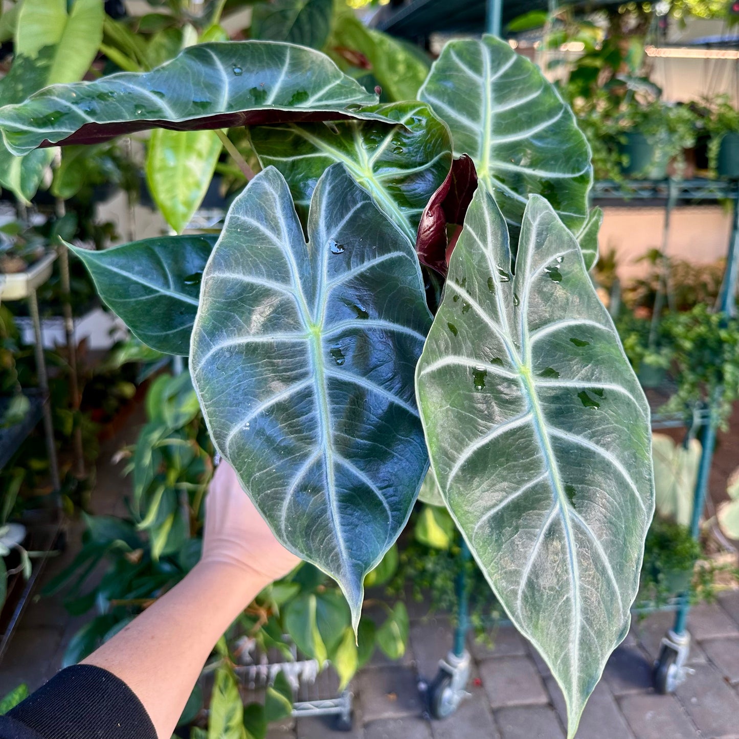 Alocasia Morocco - pink dragon - 4” pot
