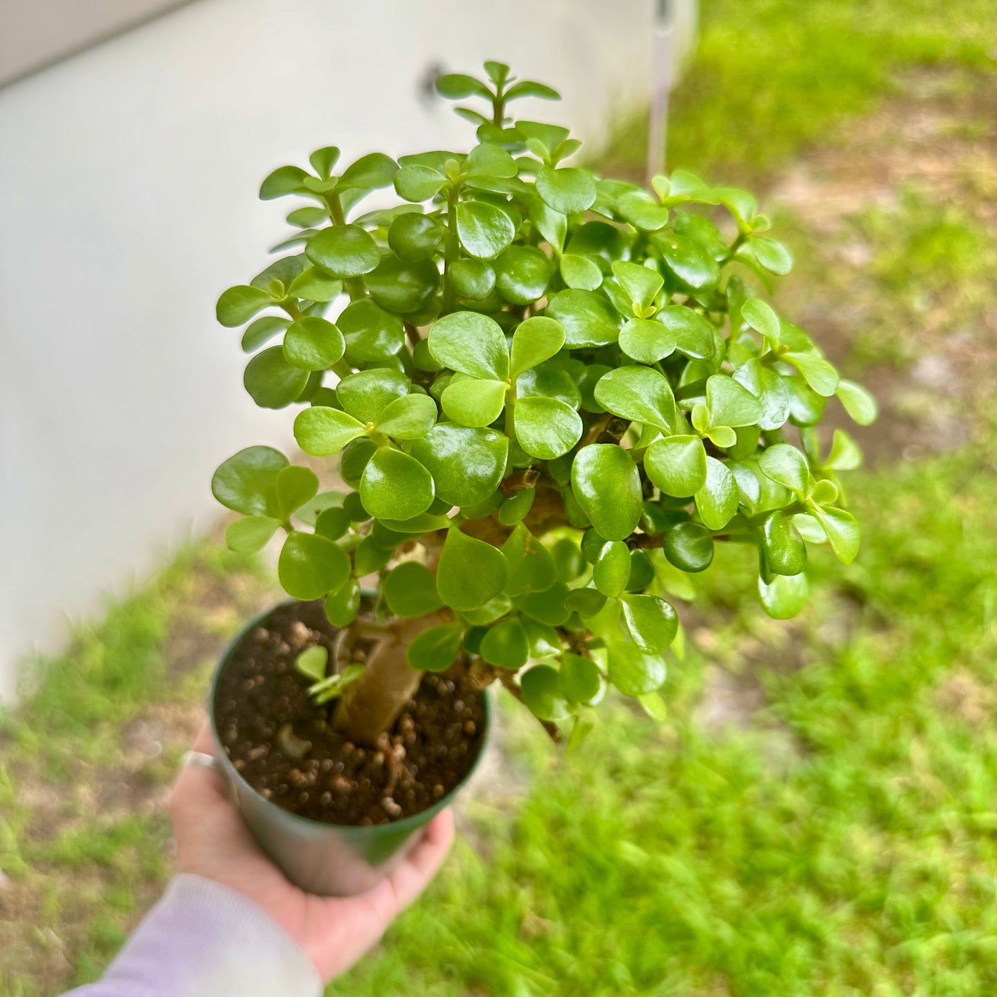 4” Jade Tree