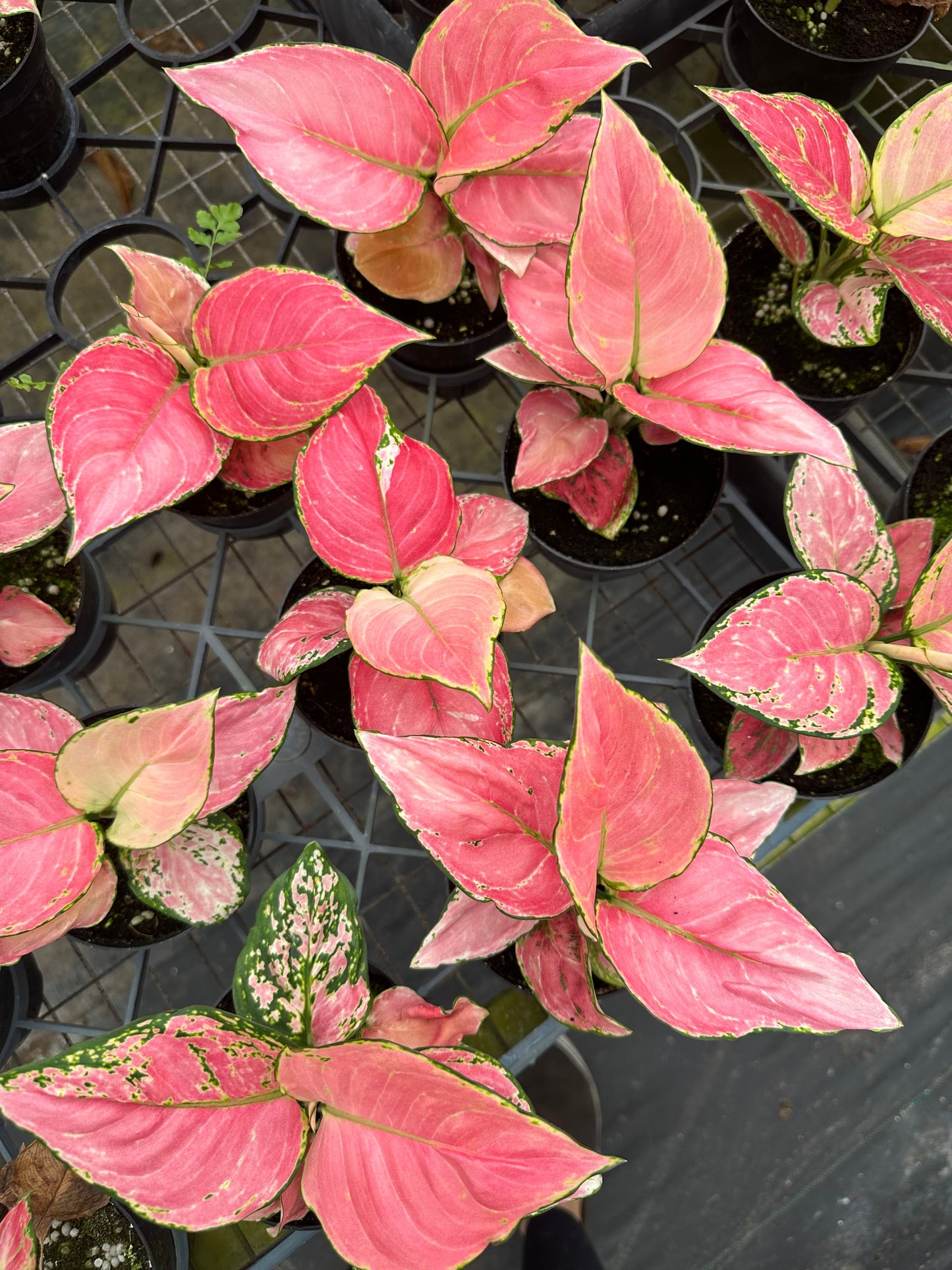 4” Aglaonema red diamond
