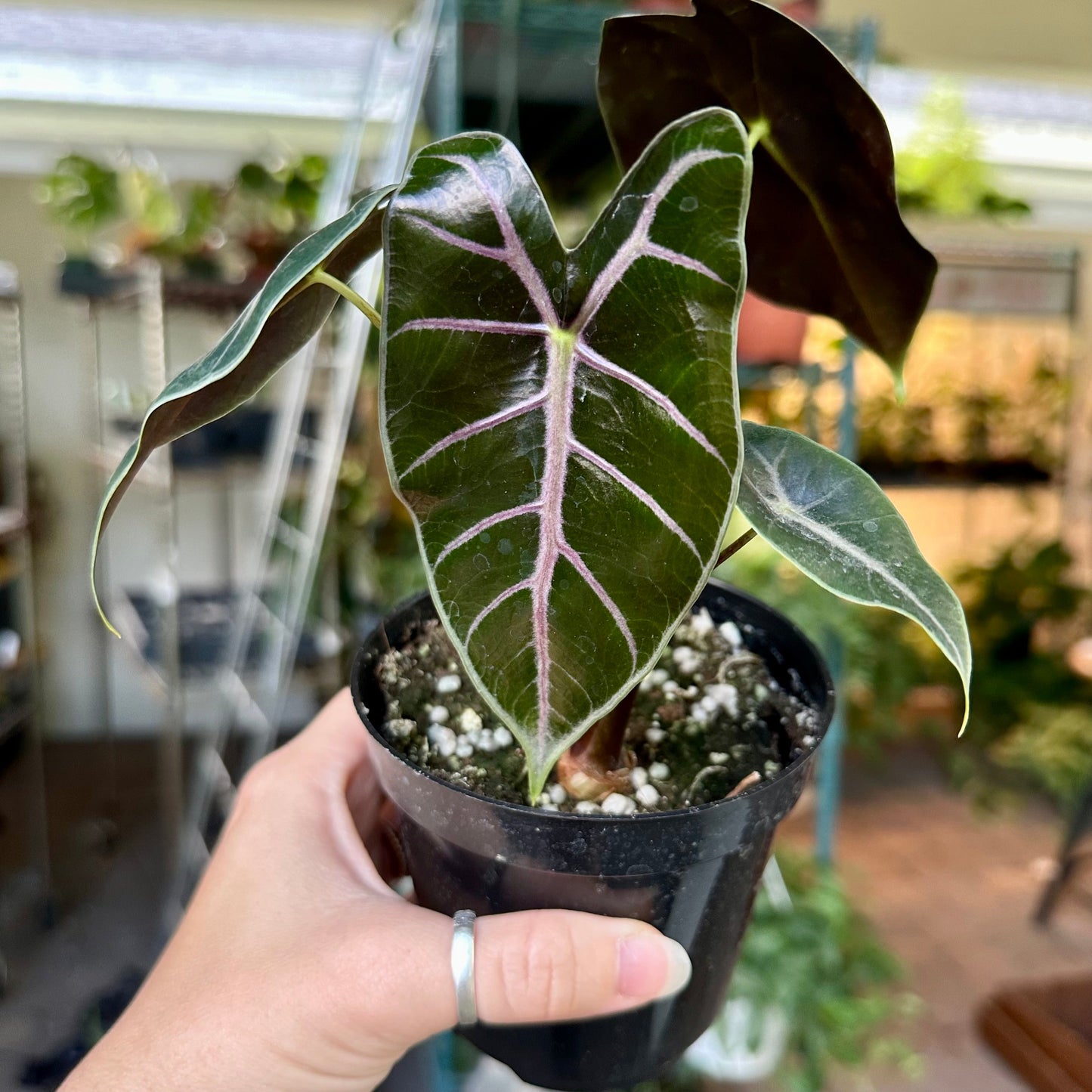Alocasia longiloba purple vein - 4” pot