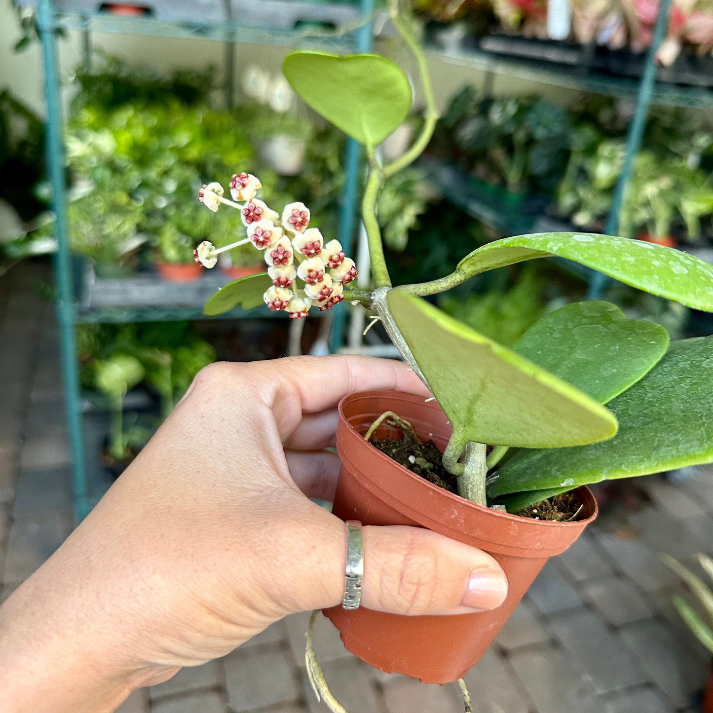 4” Hoya ‘Kerrii’