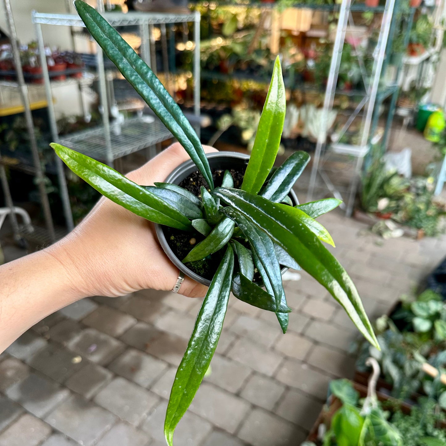 Blue Oil Fern - 4” pot