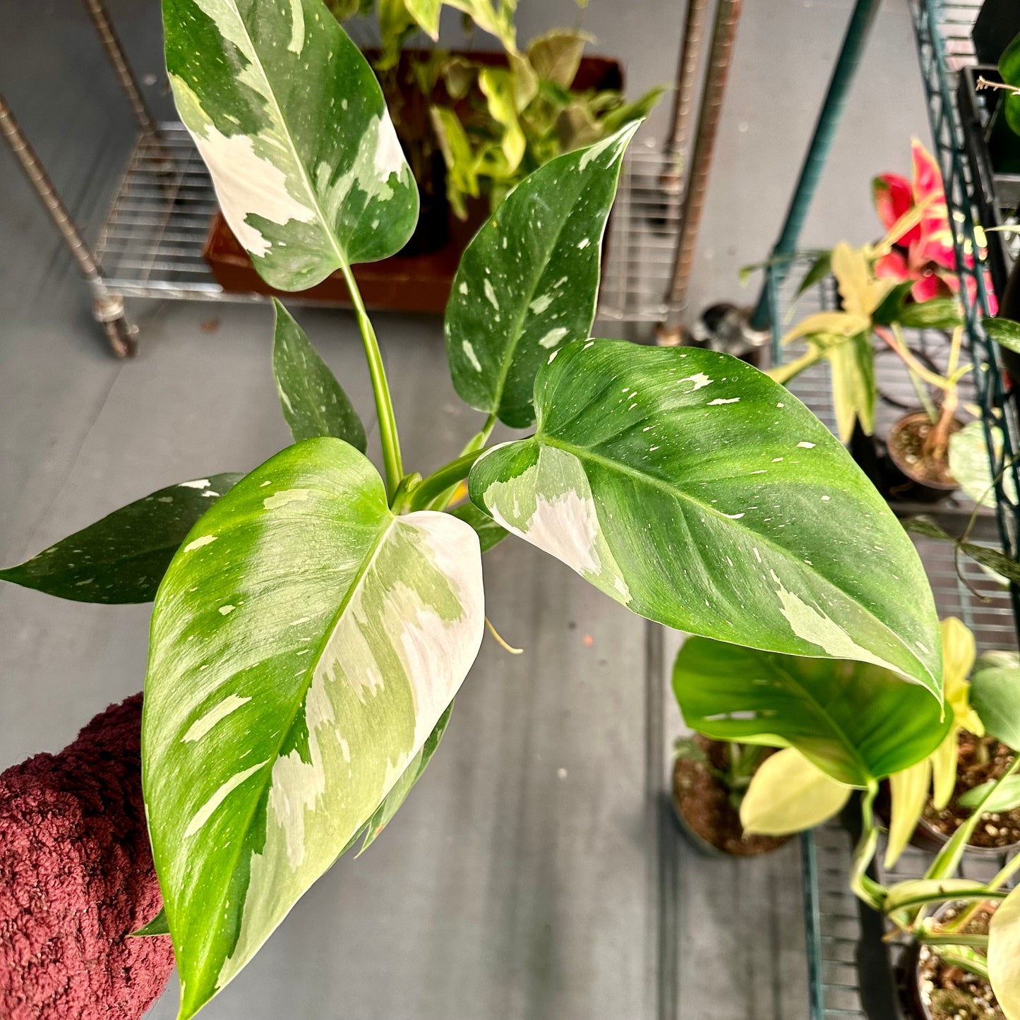 4” Philodendron white wizard