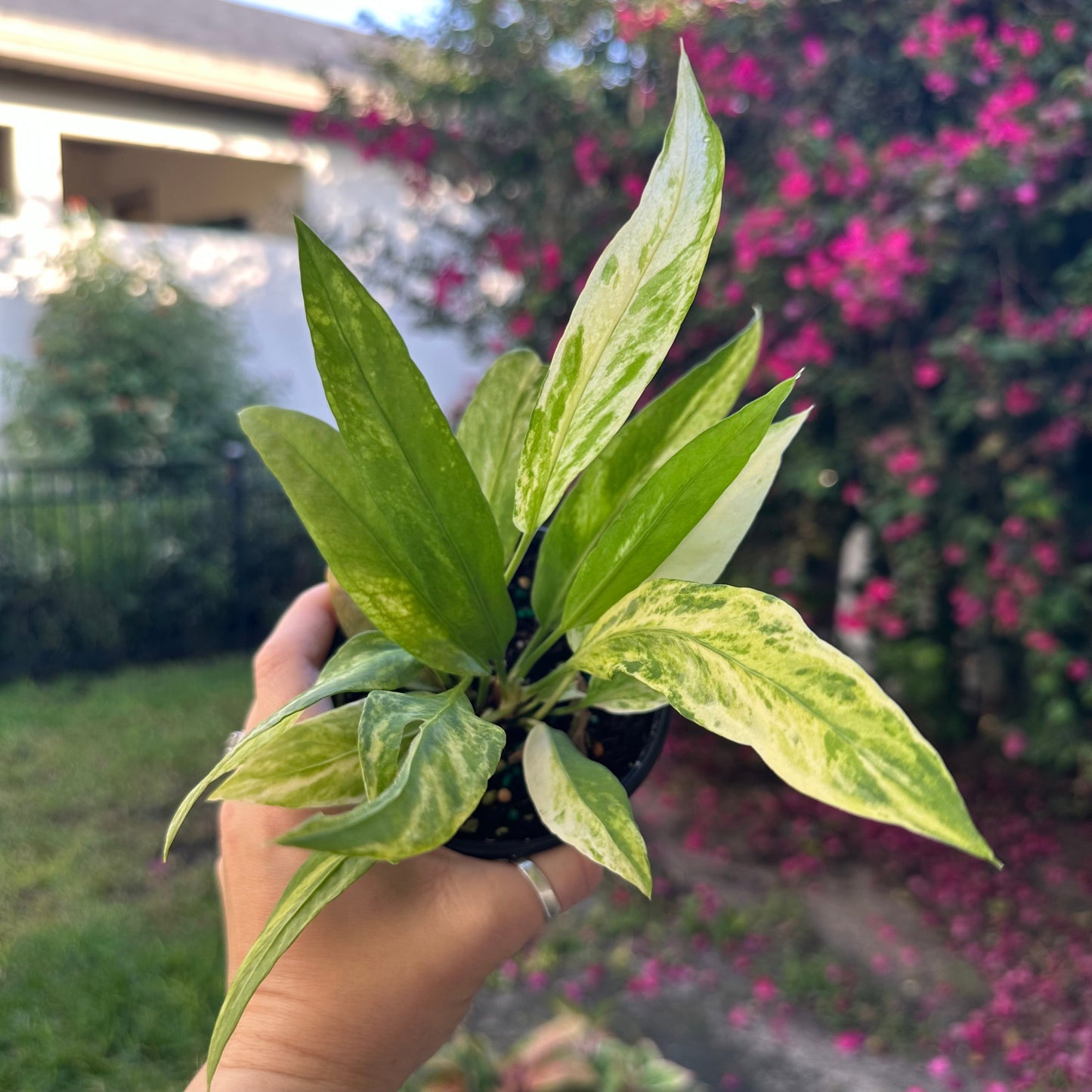 4” Anthurium vittarifolium variegated