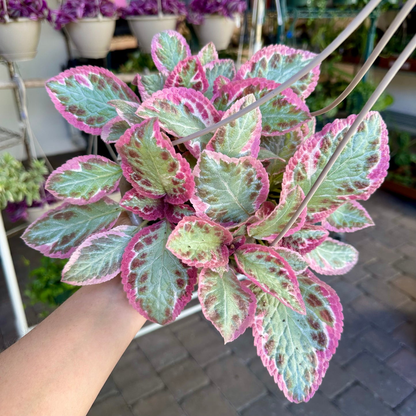 6" Episcia ‘brocade’