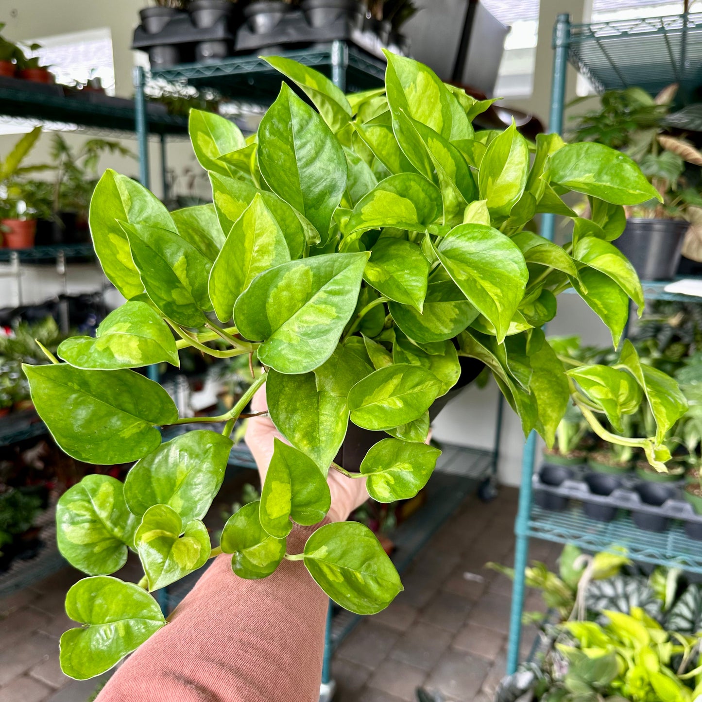 6” Pothos global green