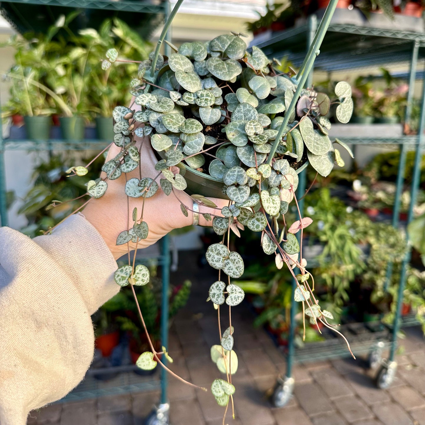 5" Ceropegia woodii - String of Hearts
