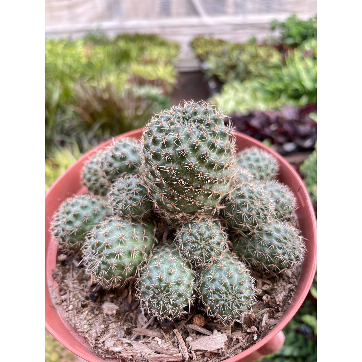 Rebutia Deminuta Sanguinea Cactus