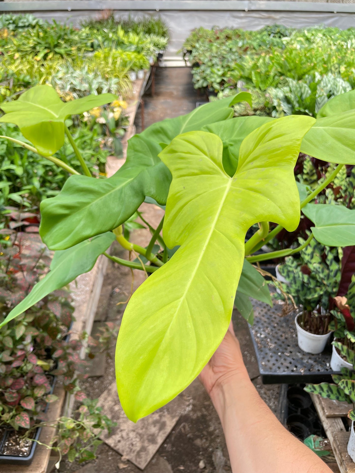 Philodendron 'Golden Dragon'