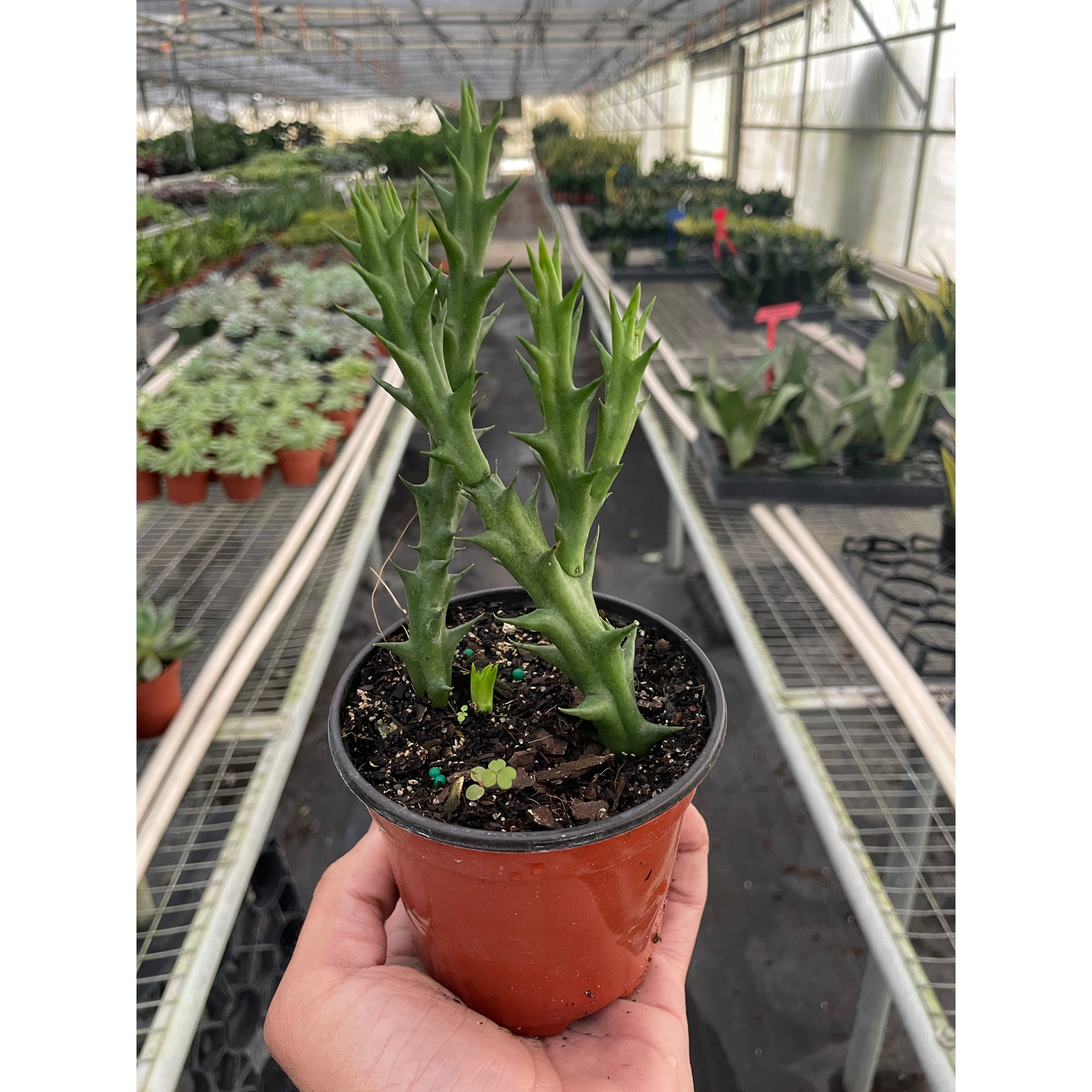 Starfish Cactus (Stapelia orbea variegata)