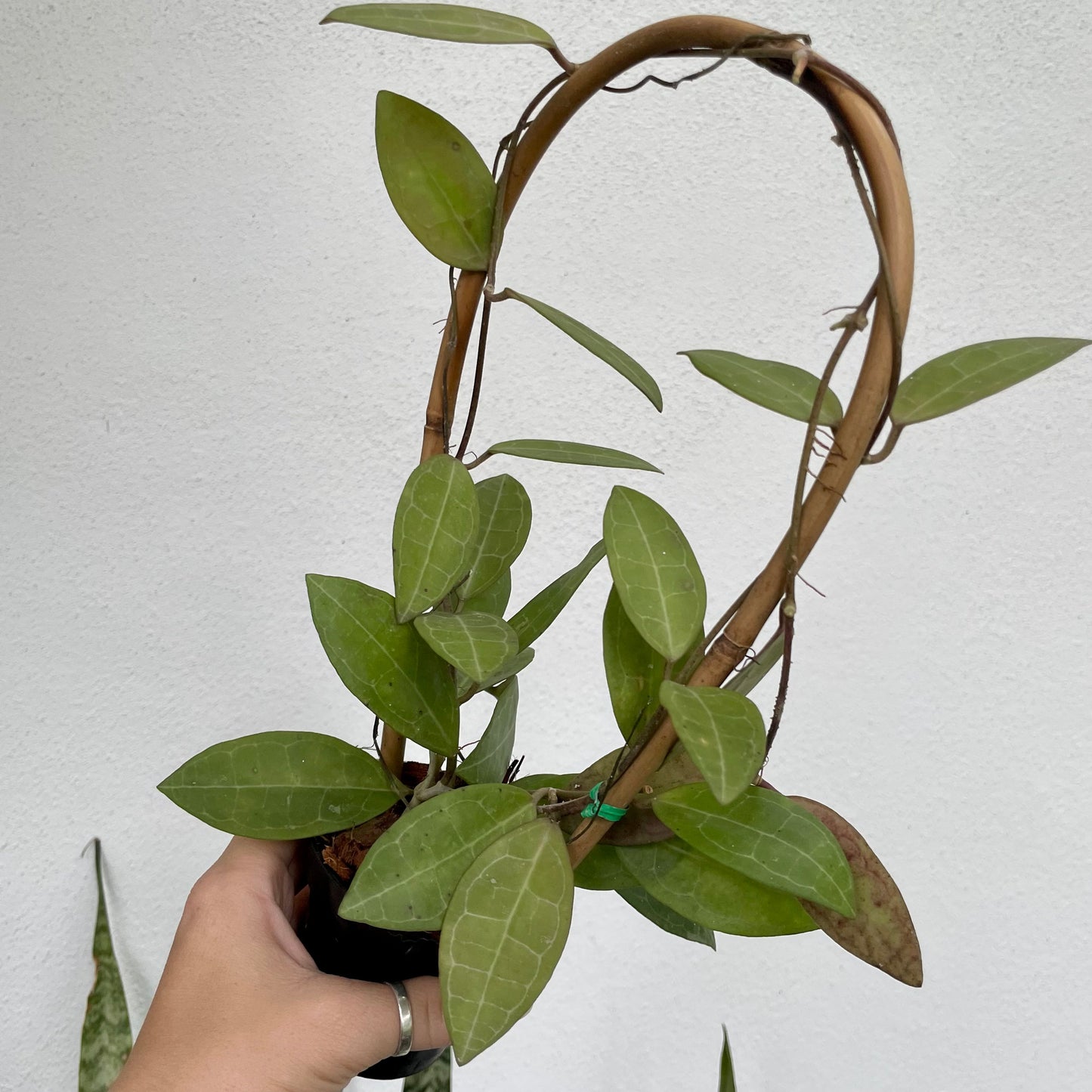 4” Hoya elliptica with trellis
