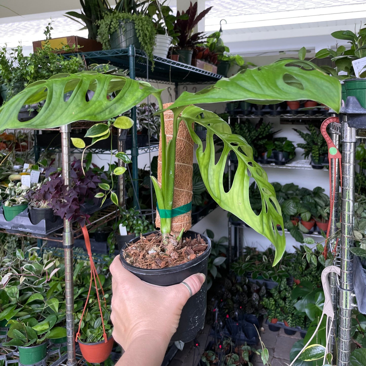 6” Monstera esqueleto (moss pole not included)