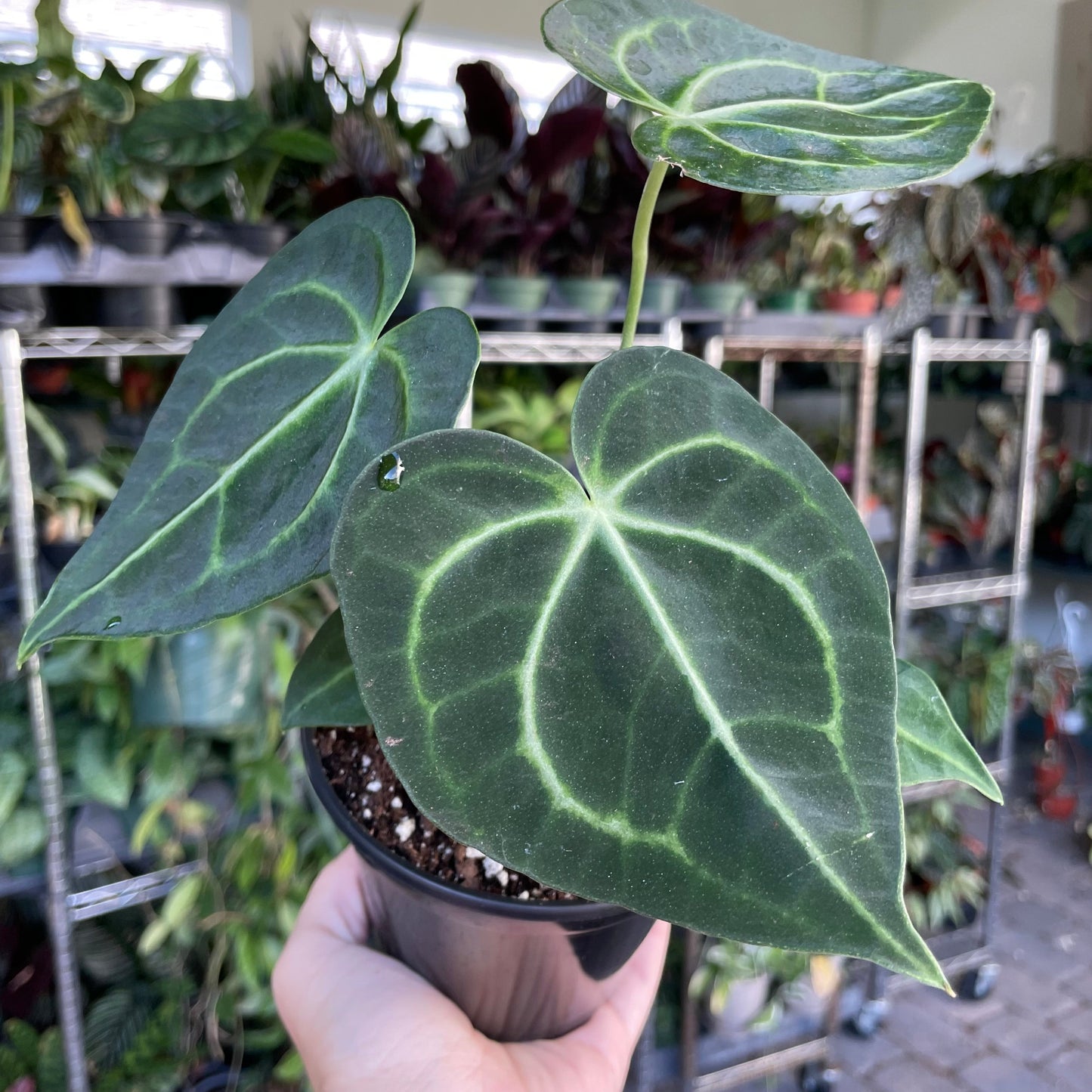 Anthurium Clarinervium - 4” pot