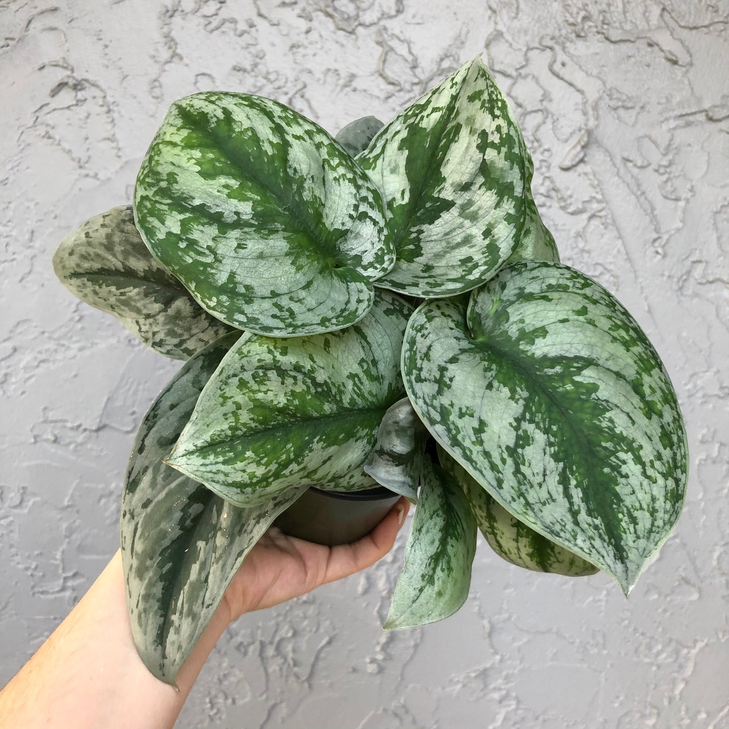 6” Scindapsus pictus exotica - silver satin pothos