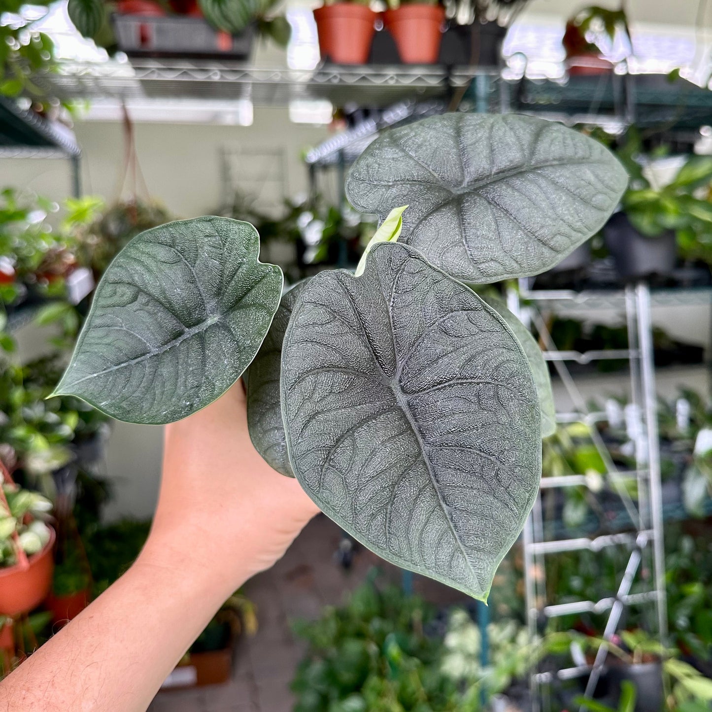 Alocasia melo - 6" pot