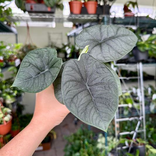 Alocasia melo - 6" pot