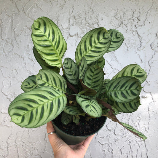 6" Calathea 'Burle marxii’