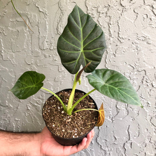 4" Alocasia ‘Regal Shield’