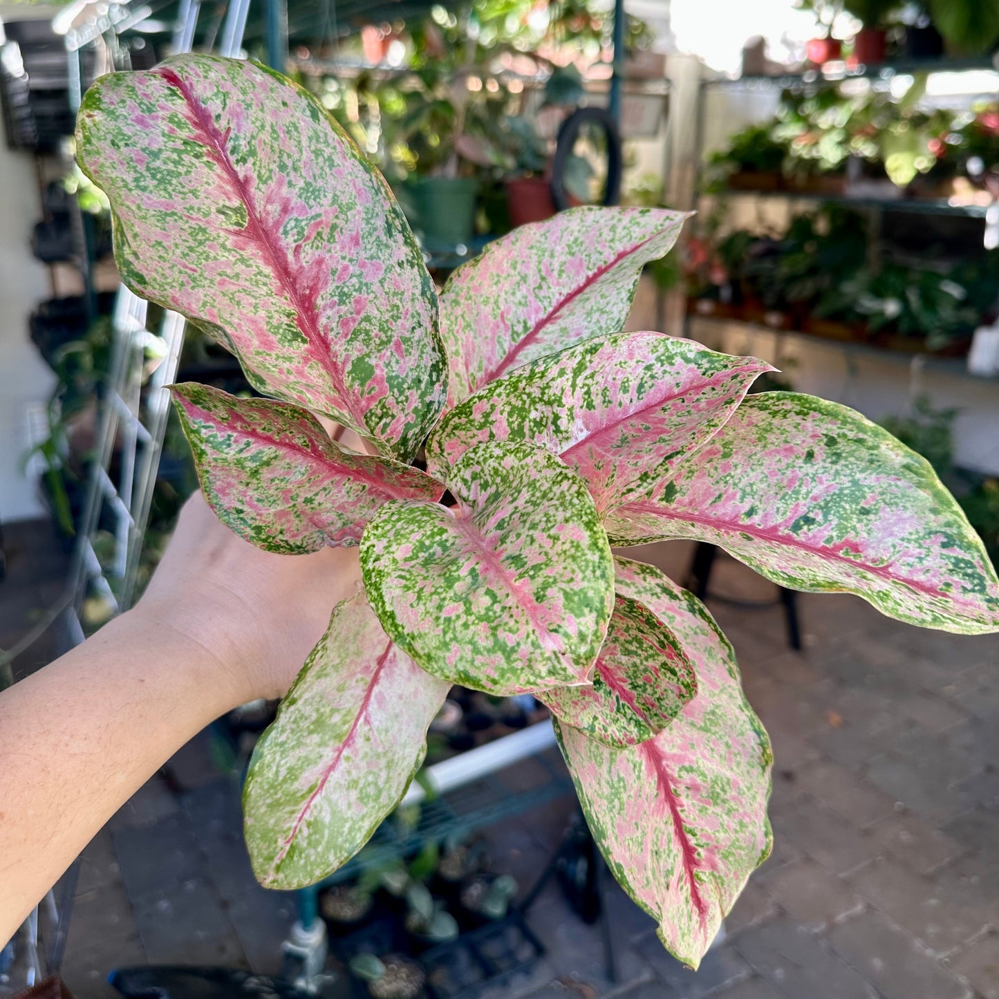 4” Aglaonema dragon crown