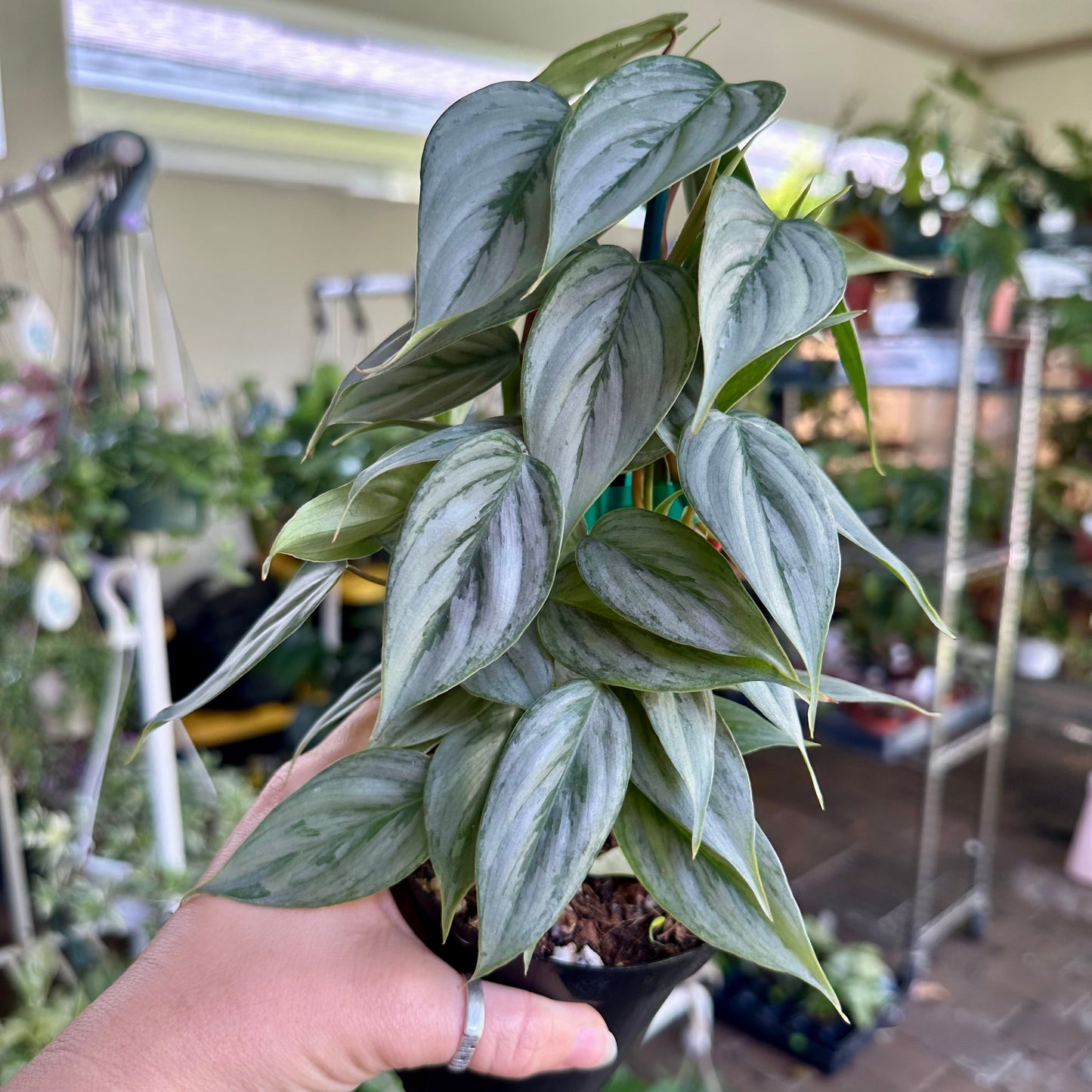Philodendron sodiroi - 4” pot