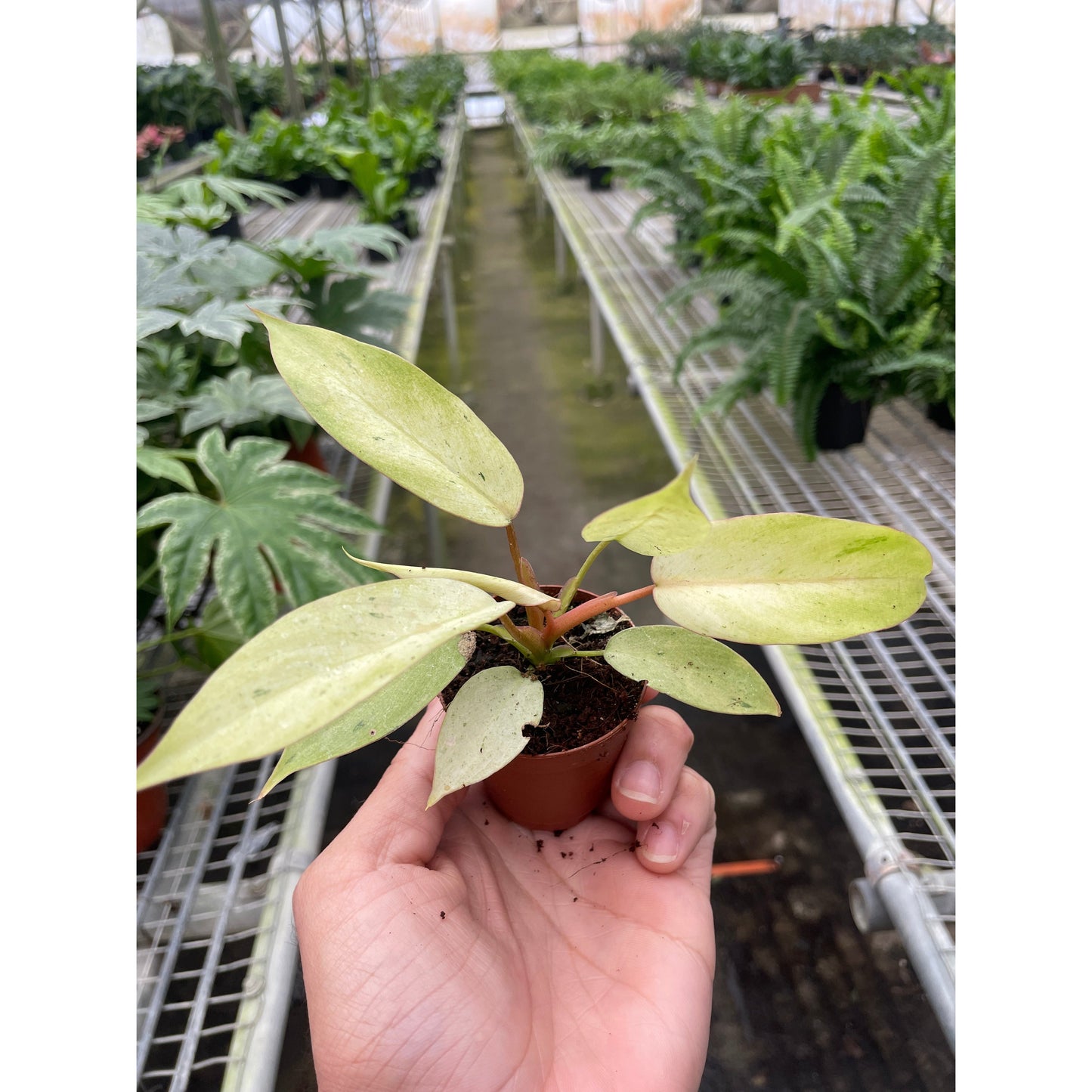 Philodendron 'Snowdrift'