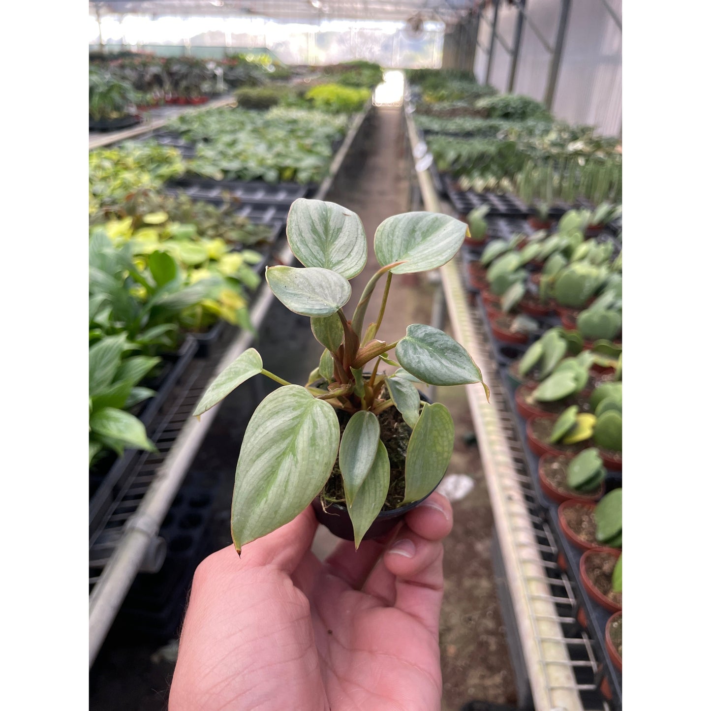 Philodendron 'Sodiroi'