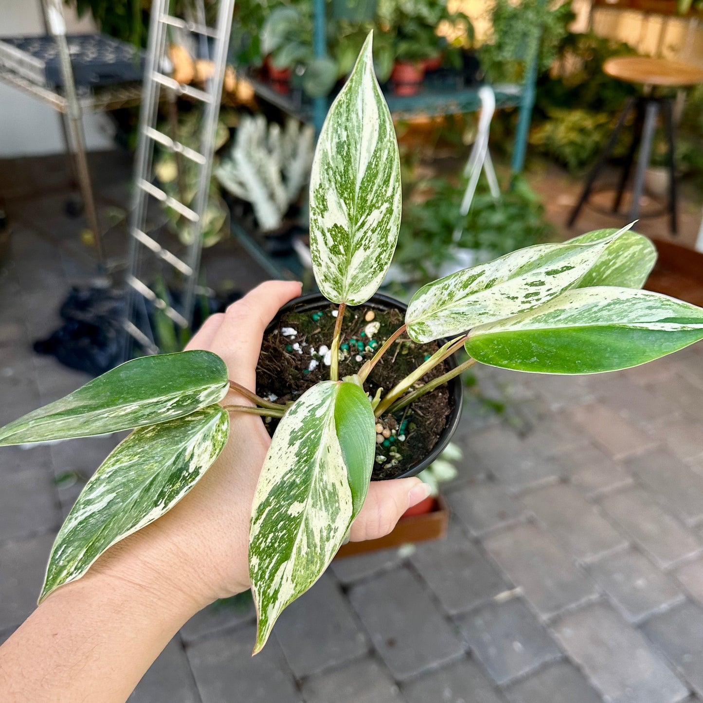 4” Philodendron emerald king
