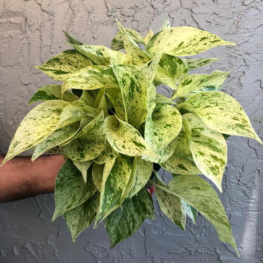 6" Snow Queen Pothos