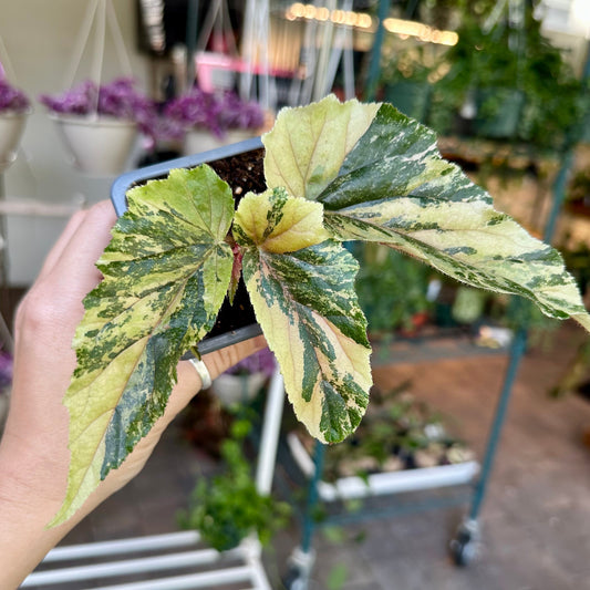 Begonia ‘Ginny galaxy’