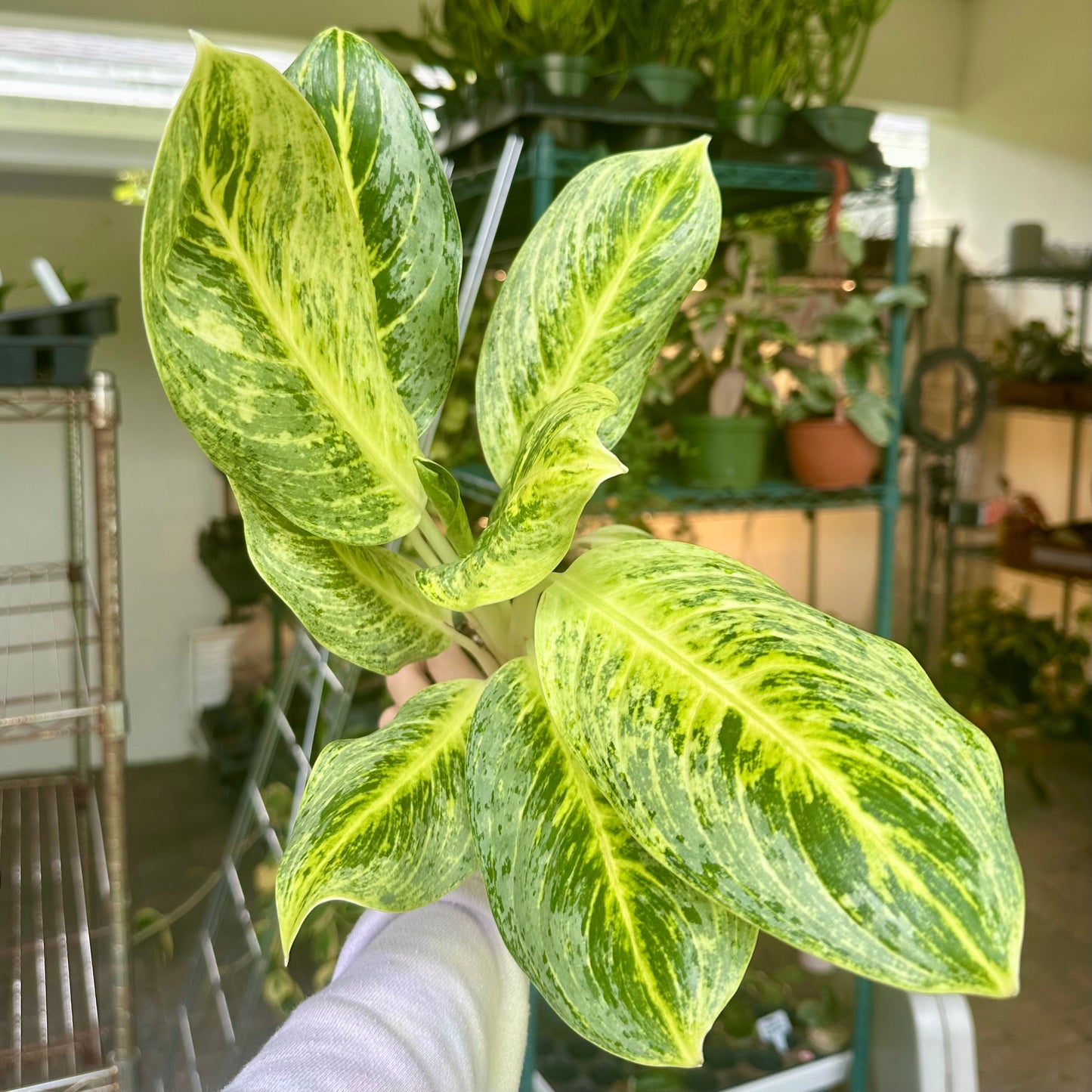 4” Aglaonema honey lemon