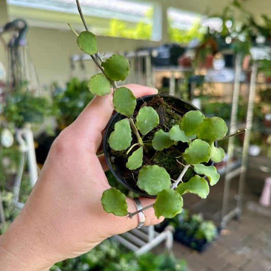3” Hoya kanyakumariana