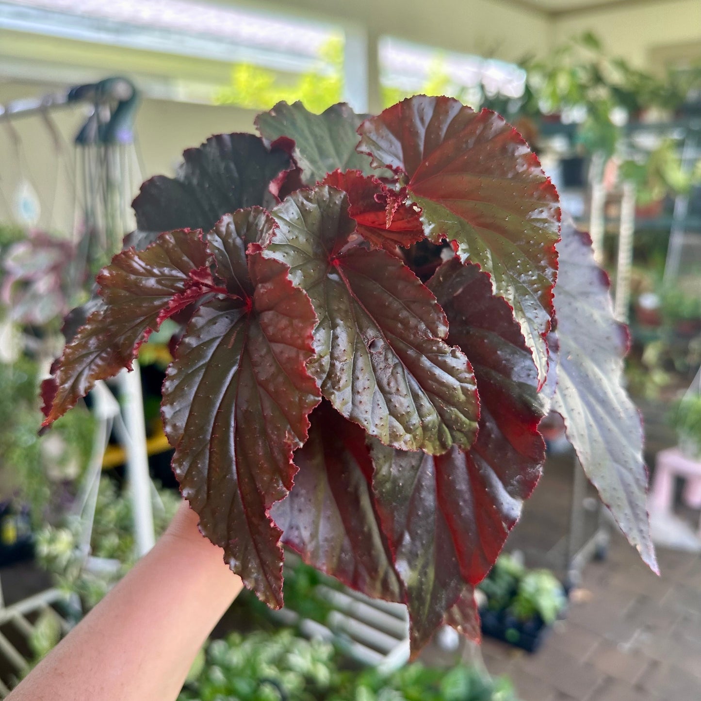 6” Angel Wing Begonia ’Harmony’s Black Magic’