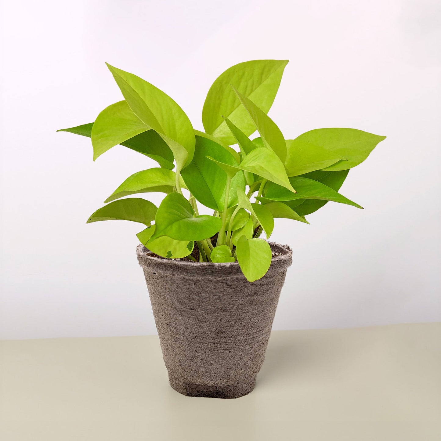 Pothos 'Neon'