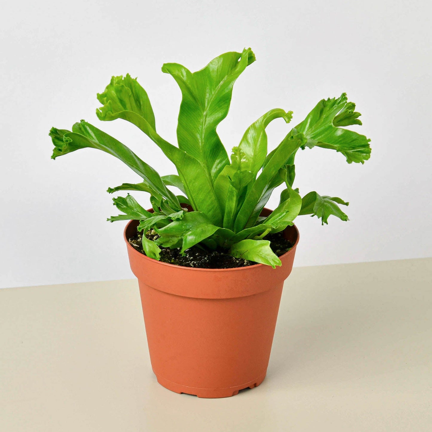 Bird‚Äôs Nest 'Leslie' Fern