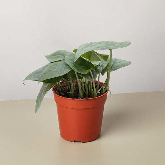 Scindapsus Platinum Java