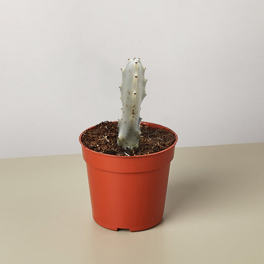 4" Succulent Euphorbia 'Dragon Bone'