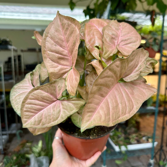 6” Syngonium strawberry cream